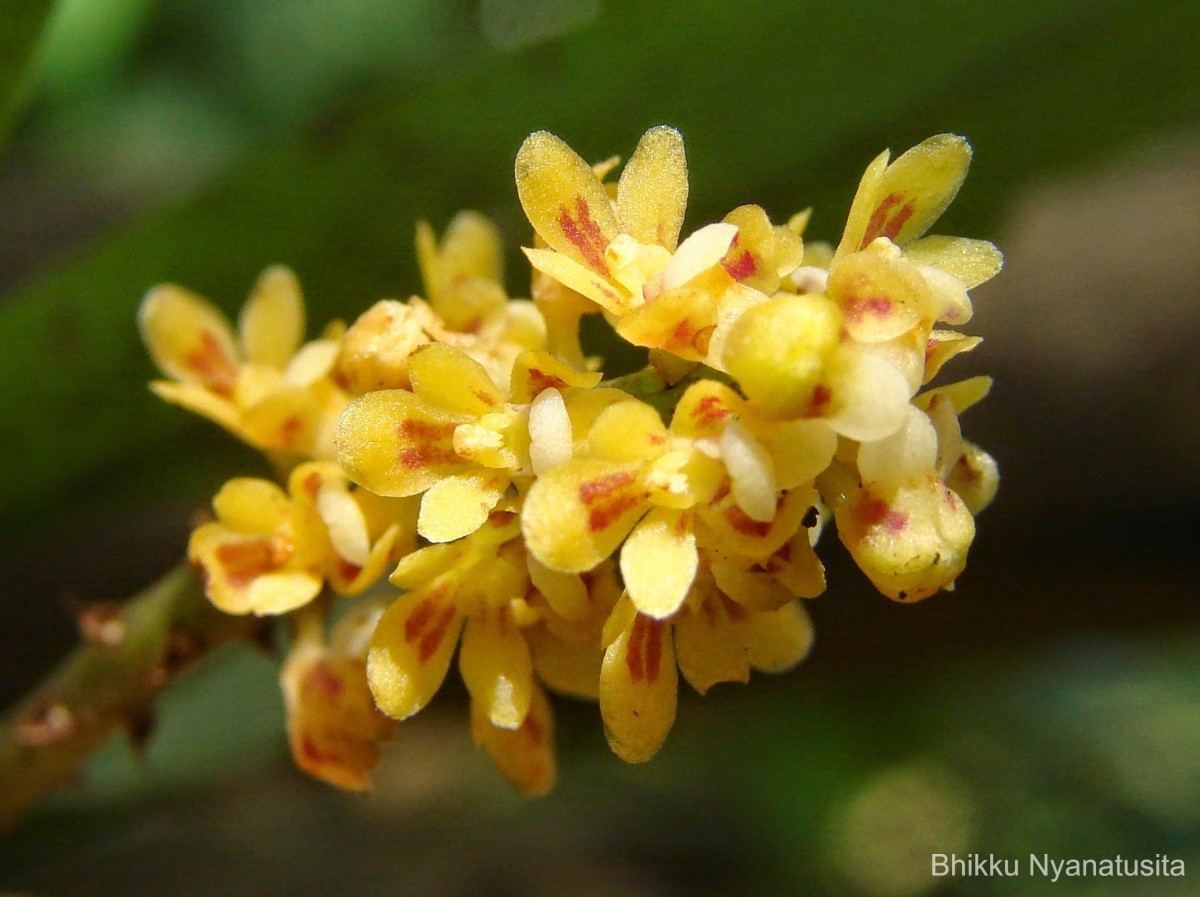 Pomatocalpa decipiens (Lindl.) J.J.Sm.